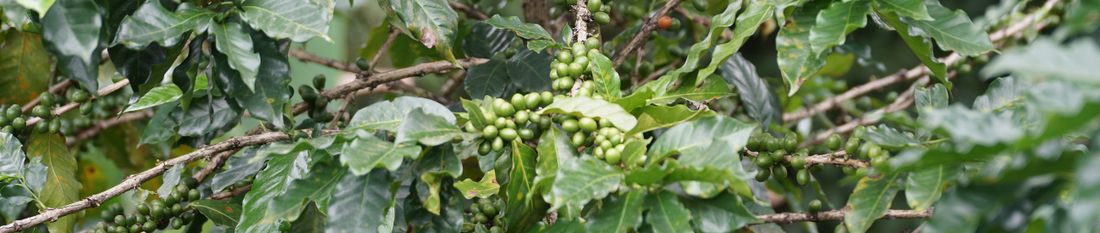 Regiones Café de Especialidad: Un Viaje entre Aromas y Orígenes