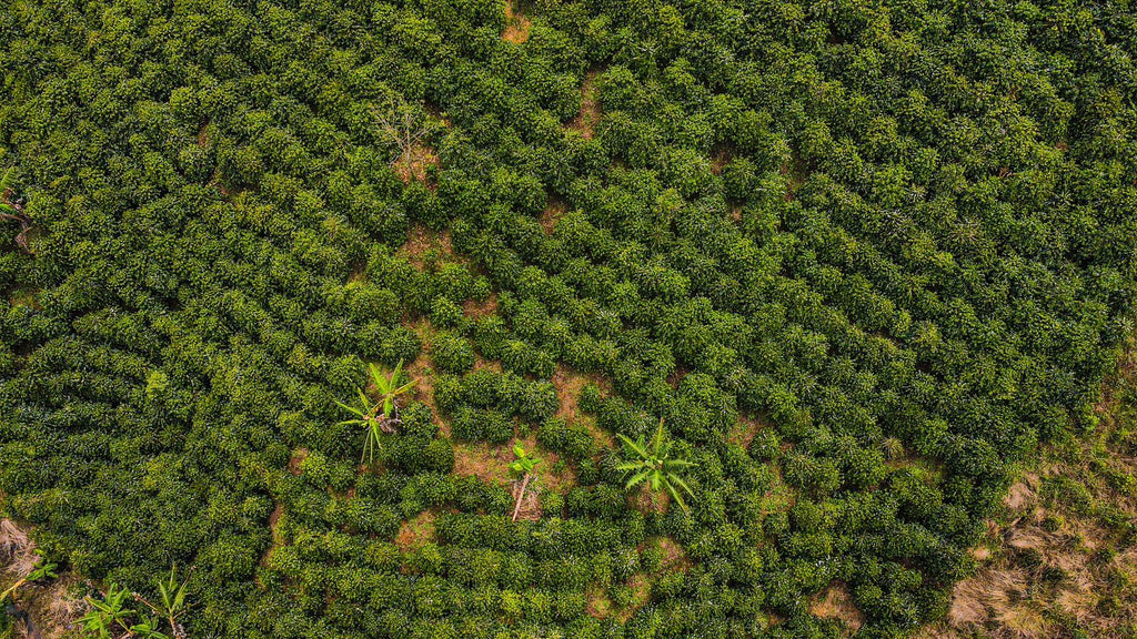 EDICIÓN ESPECIAL: COLOMBIA - HUILA / PITALITO