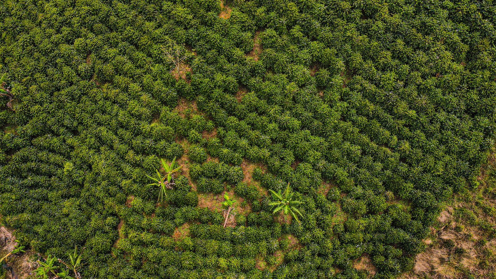 EDICIÓN ESPECIAL: COLOMBIA - HUILA / PITALITO
