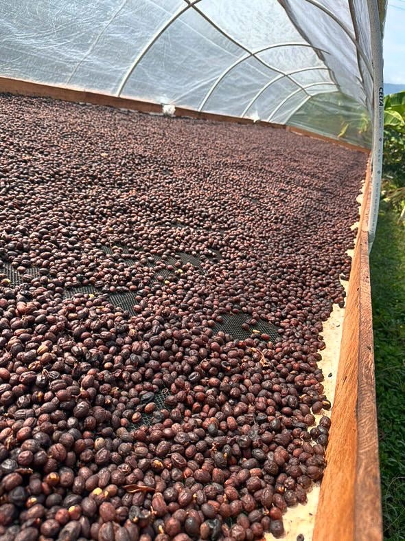 EDICIÓN ESPECIAL: COLOMBIA - HUILA / PITALITO