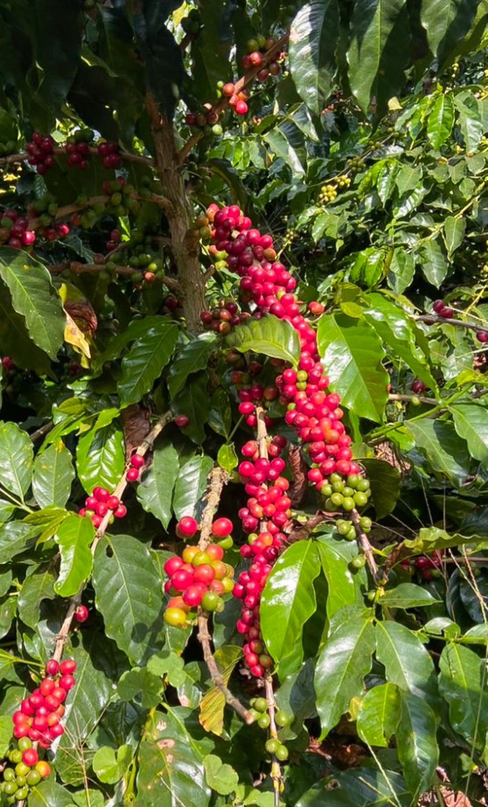 EDICIÓN ESPECIAL: COLOMBIA - HUILA / PITALITO