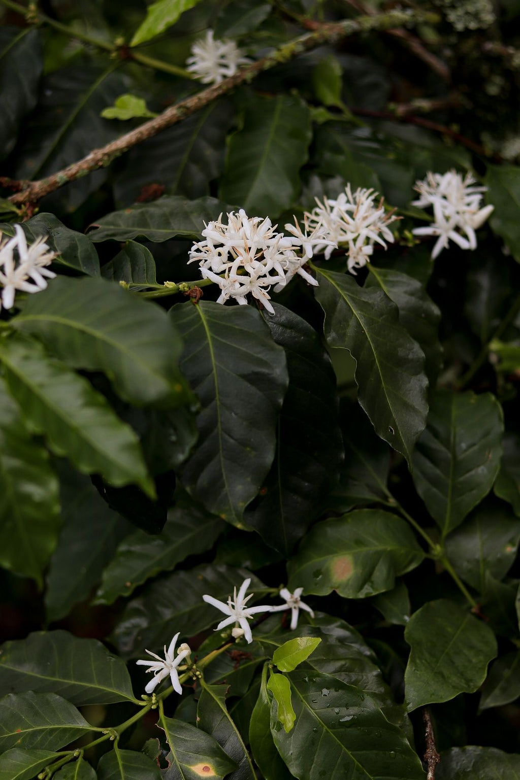 EDICIÓN ESPECIAL: COLOMBIA - HUILA / PITALITO